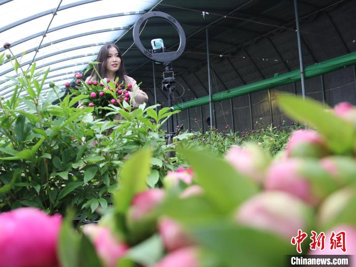 都司镇政府工作人员通过网络直播助力芍药鲜切花销售。　郜玉华 摄