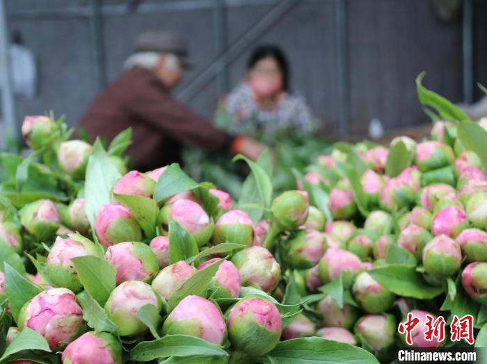 预计2023年牡丹区将生产芍药鲜切花1亿支以上，市场更加广阔。　郜玉华 摄